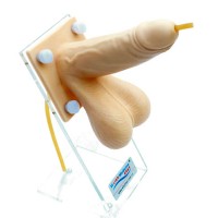 男性避孕套练习模型