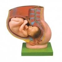 骨盆妊娠九个月胎儿模型